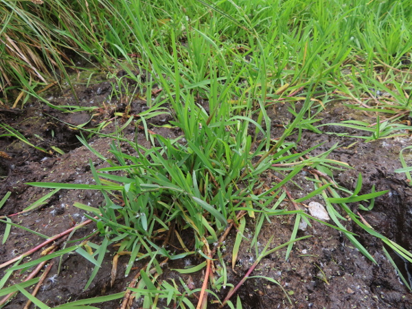 small sweet-grass / Glyceria declinata: _Glyceria declinata_ grows on mud and the edges of water across the British Isles.