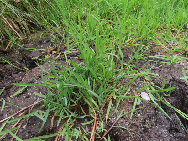 small sweet-grass / Glyceria declinata