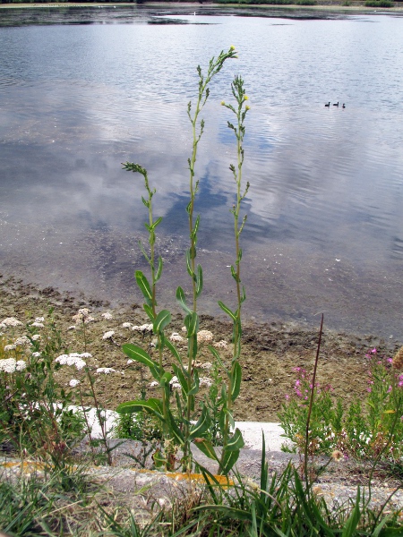 prickly lettuce / Lactuca serriola: _Lactuca serriola_ is an old introduction, mostly found in waste ground in low-lying parts of central and southern England.