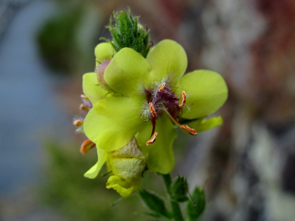 moth mullein / Verbascum blattaria: The flowers of _Verbascum blattaria_ are usually yellow, and appear singly at each node.
