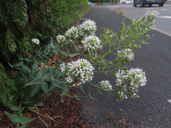 red valerian / Centranthus ruber: White-flowered plants are not uncommon.