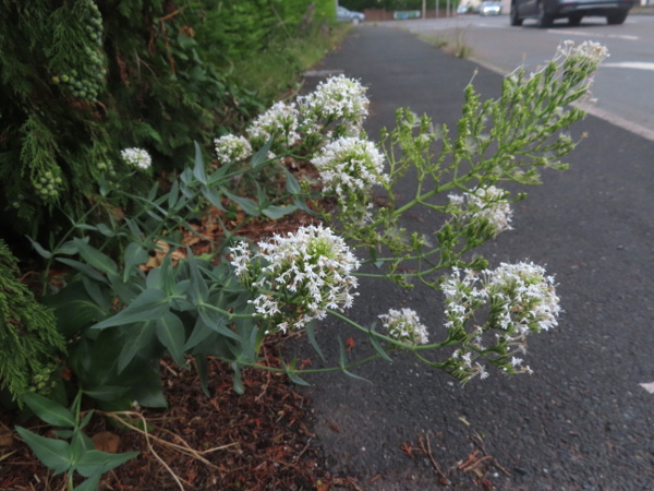 red valerian / Centranthus ruber: White-flowered plants are not uncommon.