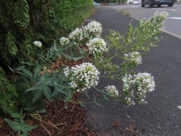 red valerian / Centranthus ruber