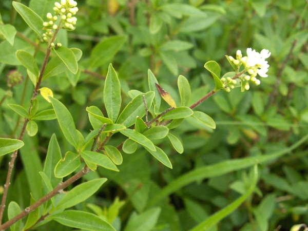 wild privet / Ligustrum vulgare: Leaves