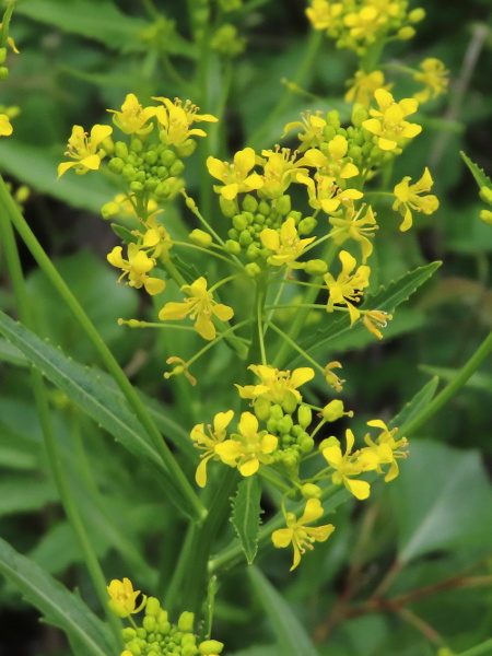 Austrian yellow-cress / Rorippa austriaca: The fruit of _Rorippa austriaca_ (excluding the projecting style) is little longer than wide and much shorter than the stalk below it.