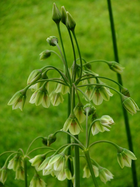 honey garlic / Allium siculum: _Allium siculum_ is a southern European species with semi-inferior flowers; _A. siculum_ subsp. _dioscoridis_ (pictured) has honey-coloured tepals, whereas in _A. siculum_ subsp. _siculum_, they are redder.
