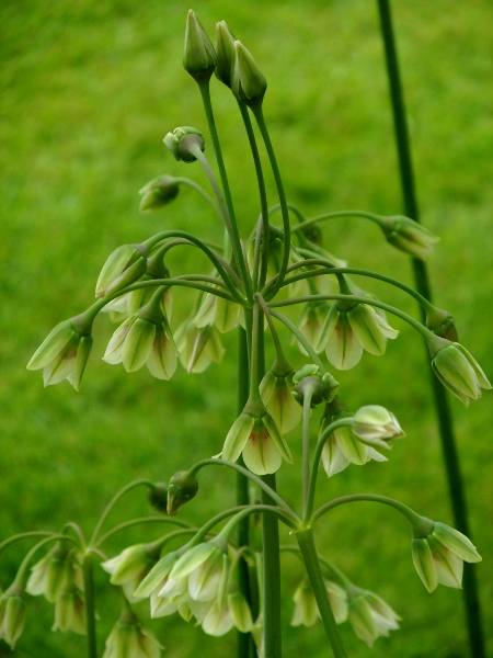 honey garlic / Allium siculum