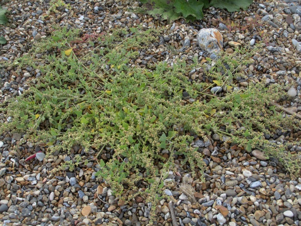 Babington’s orache / Atriplex glabriuscula: _Atriplex glabriuscula_ is a widespread species that grows near the strandline on beaches.