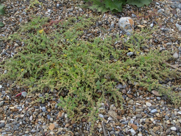 Babington’s orache / Atriplex glabriuscula