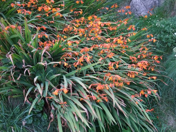 montbretia / Crocosmia × crocosmiiflora: _Crocosmia_ × _crocosmiiflora_ is a garden hybrid between _Crocosmia pottsii_ and _Crocosmia aurea_; it is widely naturalised, especially in more maritime areas.