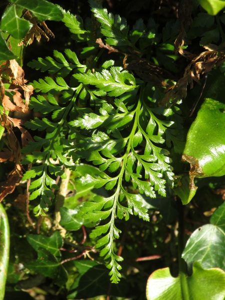 black spleenwort / Asplenium adiantum-nigrum: _Asplenium adiantum-nigrum_ is a very variable fern that can be confused with the rarer _Asplenium onopteris_ and _Asplenium obovatum_.