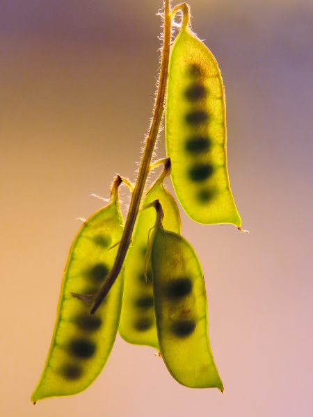 fodder vetch / Vicia villosa: The pods of _Vicia villosa_ contain 2–8 pea-like seeds.