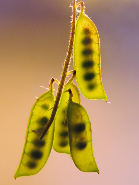 fodder vetch / Vicia villosa