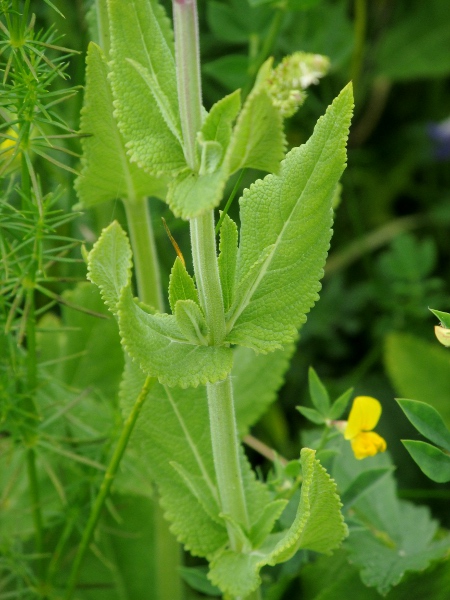 hybrid clary / Salvia × sylvestris: _Salvia_ × _sylvestris_ has 4 or more pairs of crenate leaves, more than _Salvia pratensis_ or _Salvia verbenaca_.