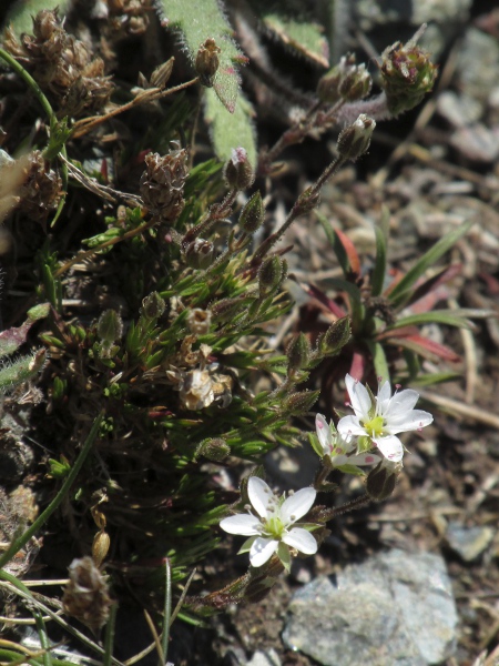 spring sandwort / Sabulina verna