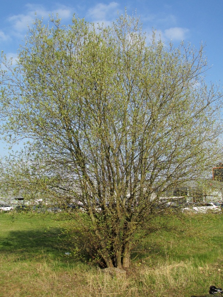goat willow / Salix caprea: _Salix caprea_ is our second most widespread willow, after _Salix cinerea_.