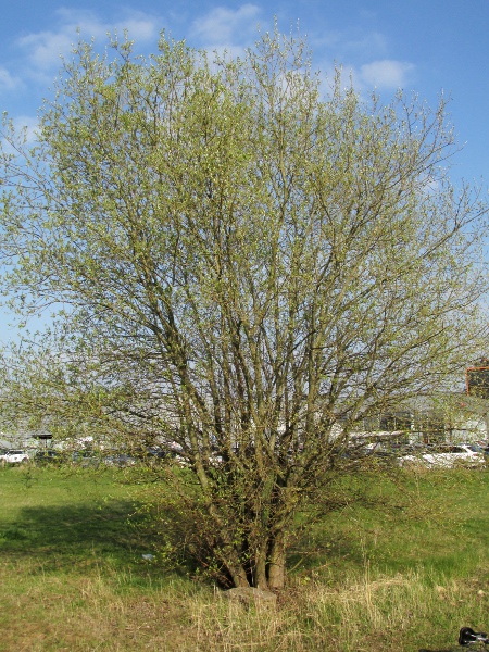 goat willow / Salix caprea