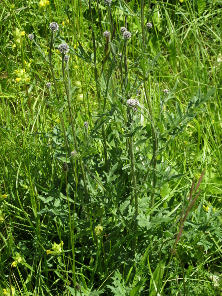 greater knapweed / Centaurea scabiosa