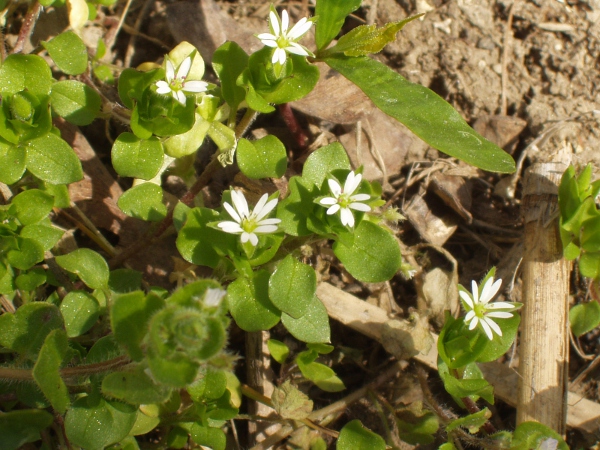 common chickweed / Stellaria media: _Stellaria media_ is a ubiquitous sprawling annual or short-lived perennial plant of man-made grassy habitats.