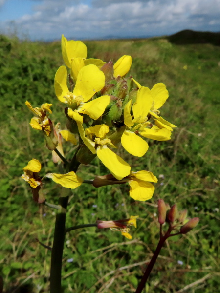 Isle of Man cabbage / Coincya monensis: The sepals of _Coincya_ species remain erect in flower, unlike the spreading sepals of _Sinapis_ species.