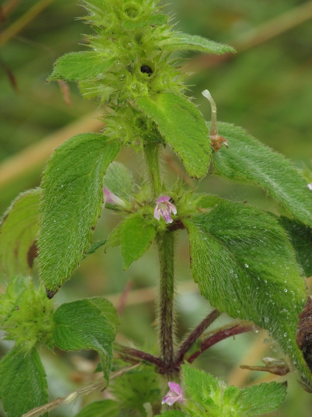 bifid hemp-nettle / Galeopsis bifida: The lower corolla-lip of _Galeopsis bifida_ is 2-lobed at the top, and curves backwards at the sides, unlike _Galeopsis tetrahit_.