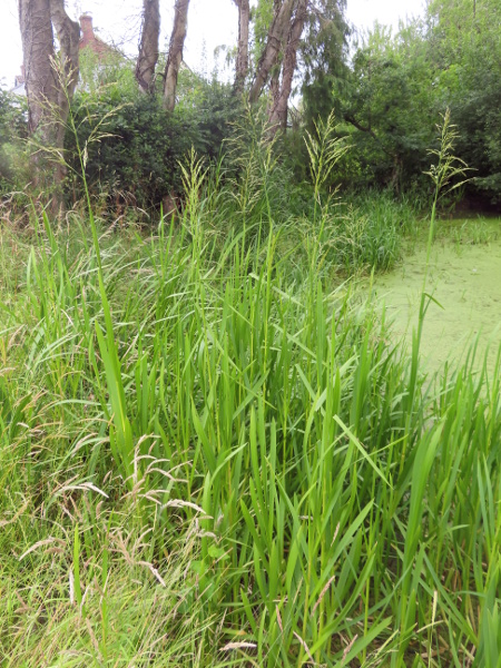 reed sweet-grass / Glyceria maxima: _Glyceria maxima_ is a tall, robust grass that grows at the water’s edge; in much of Ireland, Scotland and Wales, it is only found along the larger waterways.