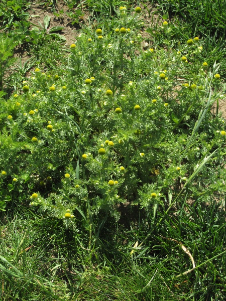 pineapple-weed / Matricaria discoidea: _Matricaria discoidea_ is very common in arable fields and waste ground; rubbing the leaves releases a mild pineapple-like aroma.