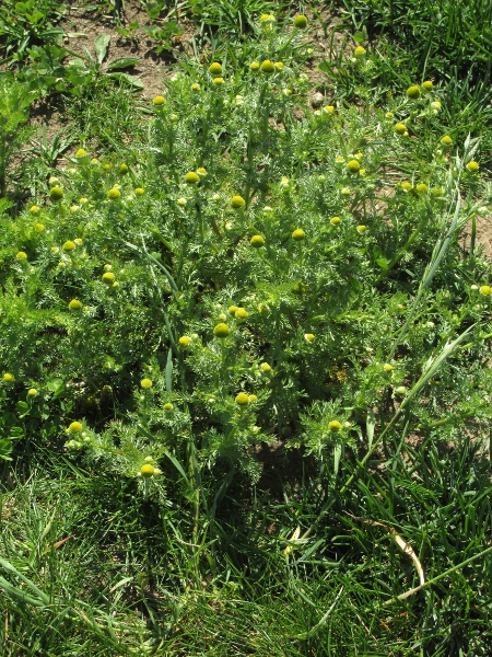 pineapple-weed / Matricaria discoidea