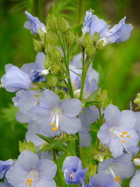 Jacob’s ladder / Polemonium caeruleum: _Polemonium caeruleum_ is a frequent garden escape, but also occurs natively in the Peak District, Yorkshire Dales and Coquetdale (Northumberland).