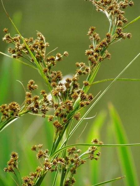 great fen-sedge / Cladium mariscus: The numerous inflorescences of _Cladium mariscus_ are rounded heads of short spikelets.