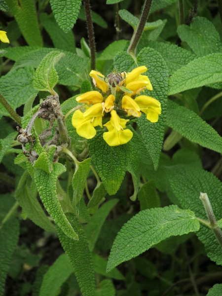 Jerusalem sage / Phlomis fruticosa: _Phlomis fruticosa_ is a garden plant native to Italy, the Balkans, Turkey and the Caucasus.