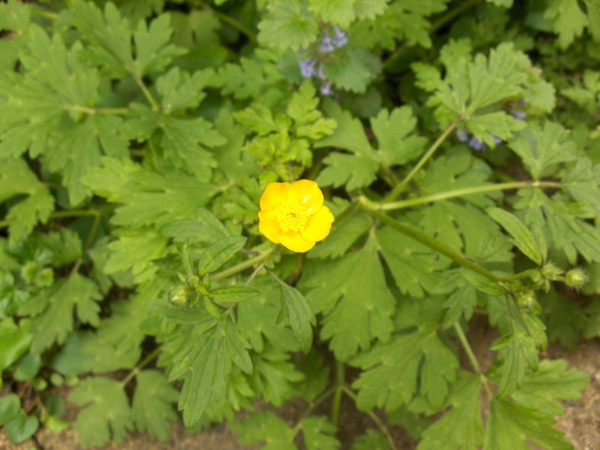 creeping buttercup / Ranunculus repens: Alongside _Ranunculus acris_, _Ranunculus repens_ is one of the most common and widespread species of buttercup in the British Isles.