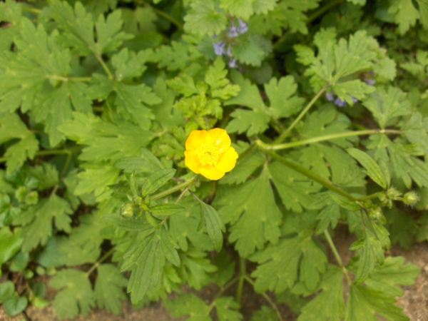 creeping buttercup / Ranunculus repens