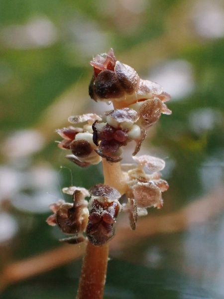 curled potamogeton / Potamogeton crispus: The wind-pollinated flower-spikes of _Potamogeton crispus_ are raised above the water’s surface; each flower has 4 tepals, 4 stamens and 4 stigmas.