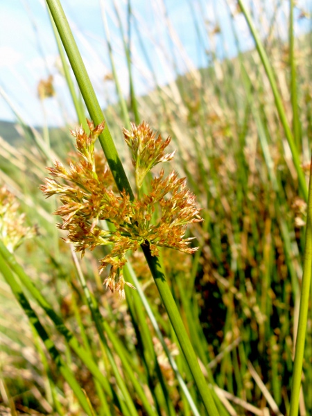 soft rush / Juncus effusus