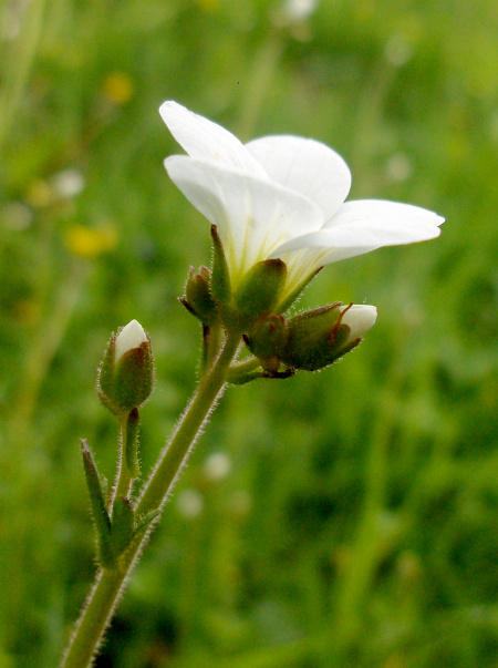 meadow saxifrage / Saxifraga granulata: The white flowers of _Saxifraga granulata_ have a partly inferior ovary.