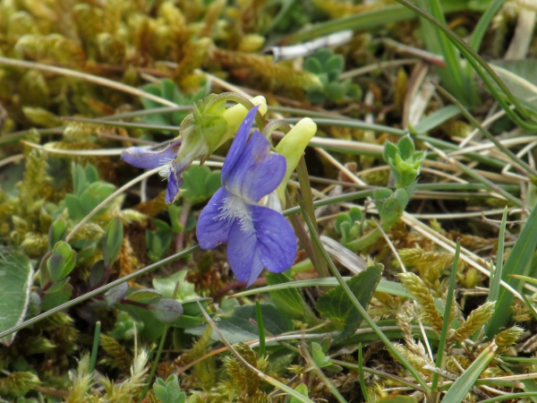 heath dog-violet / Viola canina