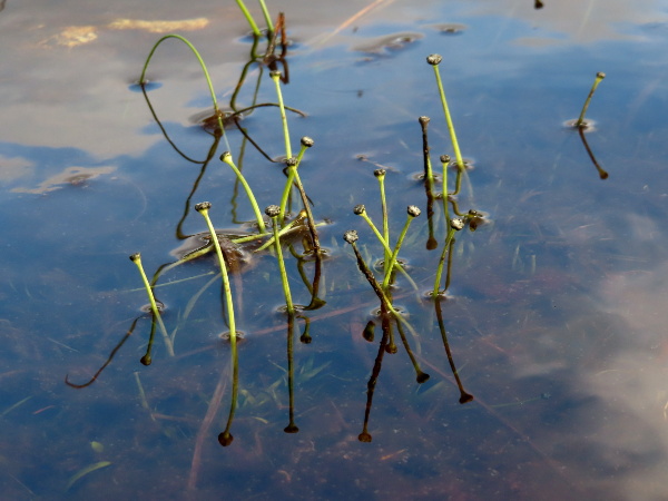 pipewort / Eriocaulon aquaticum: _Eriocaulon aquaticum_ grows in oligotrophic lakes and mires in western Ireland and western Scotland.