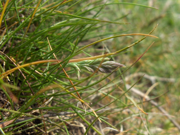 sheep’s fescue / Festuca ovina: Inflorescence