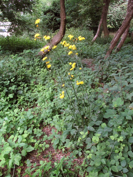 rough hawk’s-beard / Crepis biennis: _Crepis biennis_ grows natively in grasslands and woodland margins in much of England and non-natively in Ireland.