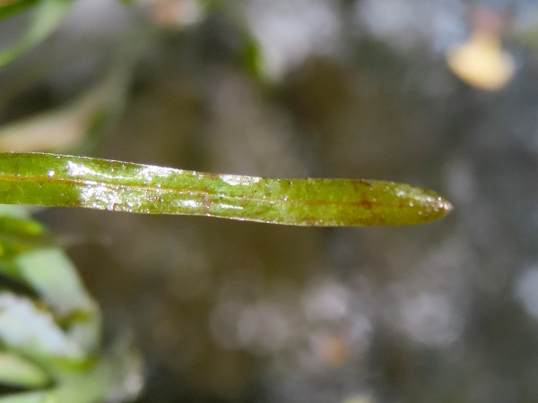 blunt-leaved pondweed / Potamogeton obtusifolius: The leaves of _Potamogeton obtusifolius_ have only 3–5 parallel veins, and end in a blunt or rounded tip, sometimes with a small mucro.