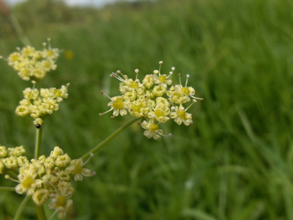 pepper saxifrage / Silaum silaus: The flowers of _Silaum silaus_ are a distinctive yellowish white colour.