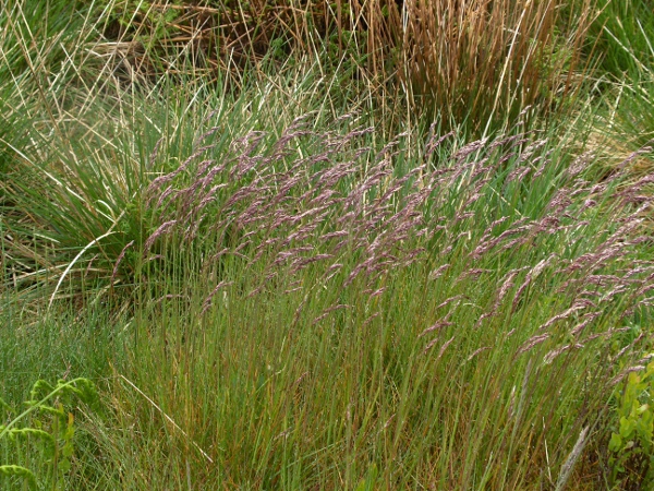 wavy hair-grass / Avenella flexuosa: Habitus