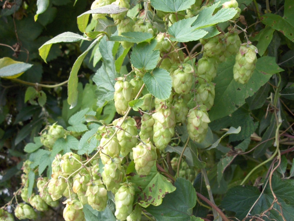 hop / Humulus lupulus: The fruits of _Humulus lupulus_ are harvested for flavouring beer.
