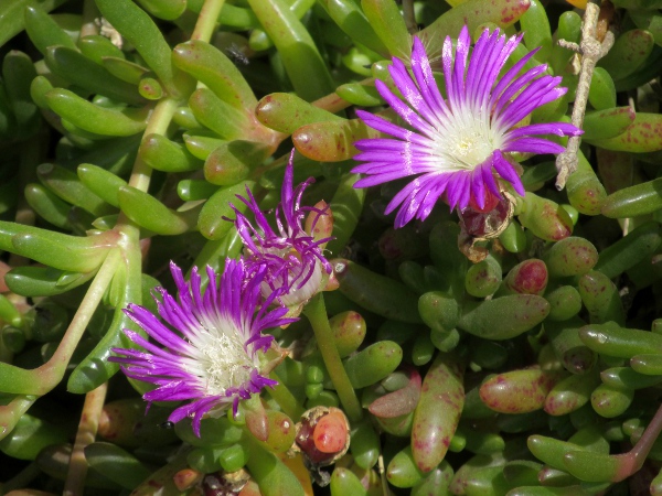 purple dewplant / Disphyma crassifolium: _Disphyma crassifolium_ is a Southern Hemisphere coastal mat-plant.