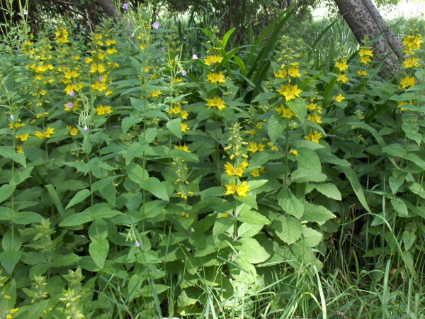 dotted loosestrife / Lysimachia punctata: _Lysimachia punctata_ is a European–West Asian species that is now widespread in Britain and Ireland.