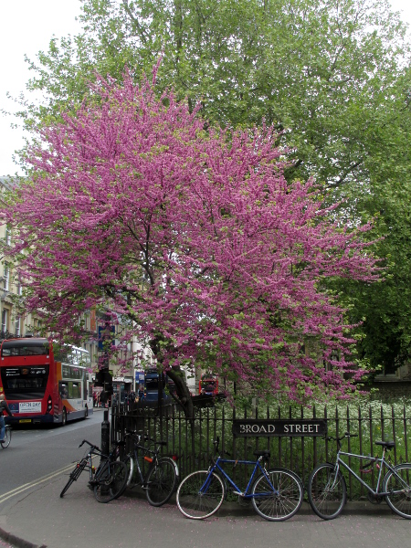 Judas tree / Cercis siliquastrum