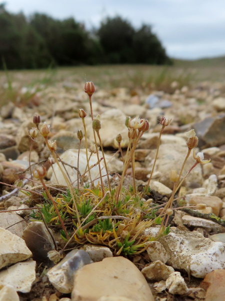 heath pearlwort / Sagina subulata: _Sagina subulata_ grows in dry, sandy sites in Scotland, northern and western Ireland, Wales and southern England.