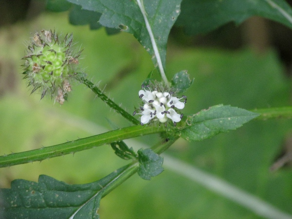 small teasel / Dipsacus pilosus: The white flowers of _Dipsacus pilosus_ are borne in dense, rounded heads.