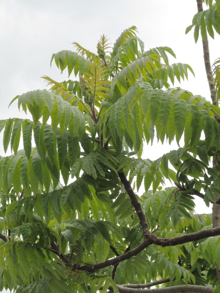 stag’s-horn sumach / Rhus typhina: _Rhus typhina_ is a vigorous, suckering shrub native to eastern North America.